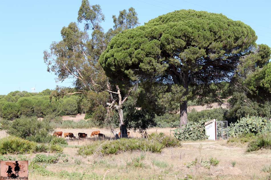 Paterna de Rivera